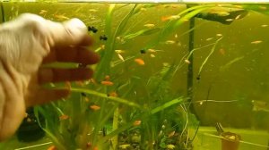 Посадка растений в аквариуме. Нимфея. Криптокарина. Бакопа. Валиснэрия.