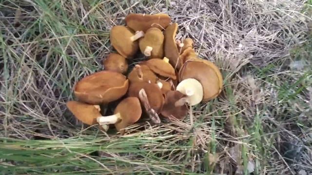 Поиски грибов в лесу. Белые грибы не нашли. Украина 2018