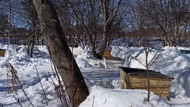 Долгожданный облёт пчел после зимовки смотреть онлайн