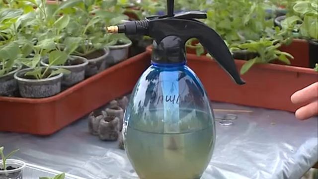 Помощь растениям при стрессе. Эпин: спасение и поддержка смотреть онлайн