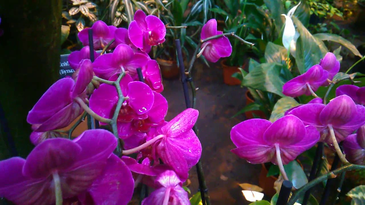 Футаж для видео монтажа  Цветы 06