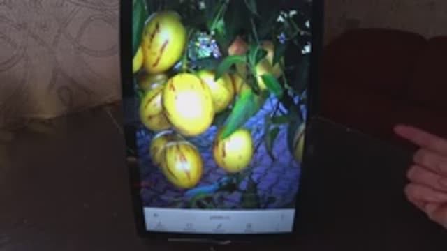 Экзотика в саду Пепино