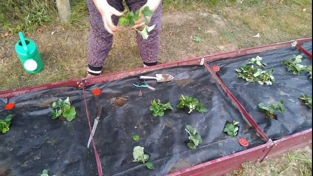 Сажаю клубнику. смотреть онлайн