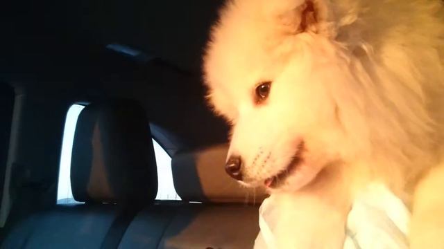 Самый няшный мальчик в мире ( самоедская собака) он был нашим, но его купили.😢😣😢😣😢😣😢😣😢😭😭 смотреть онлайн