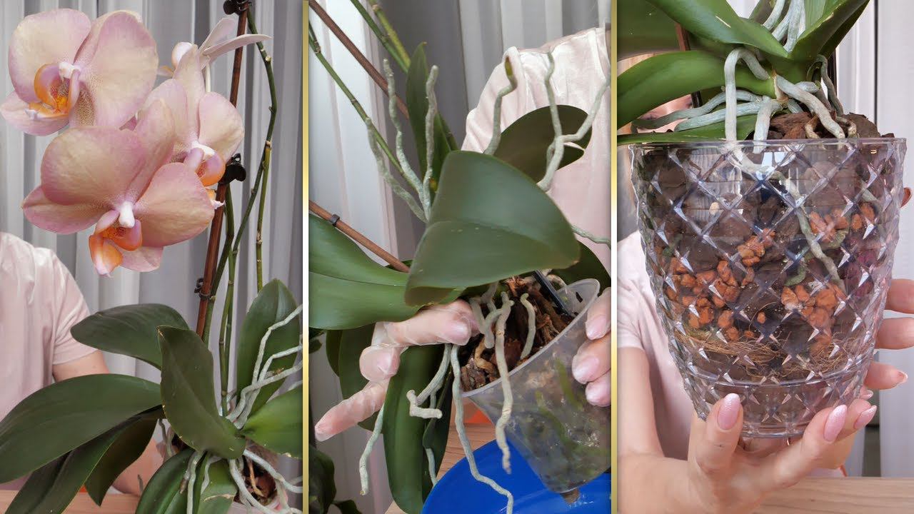 Орхидея ЛЕГАТО - МЕЧТА! Пересадка ДВОЙНОЙ орхидеи на АВТОПОЛИВ. смотреть онлайн