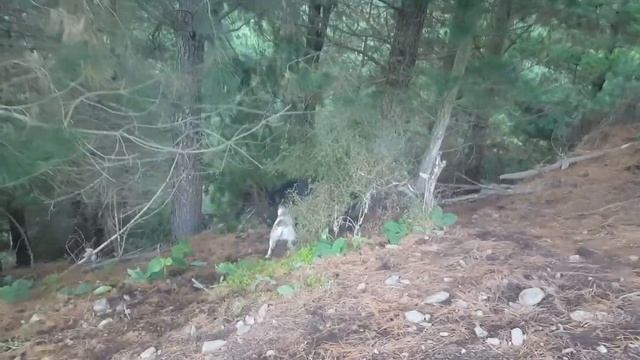 Jeff bailing with the new dog Rig and training dog Major смотреть онлайн