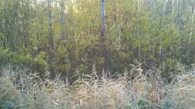 футаж Деревья, уходящей осени смотреть онлайн