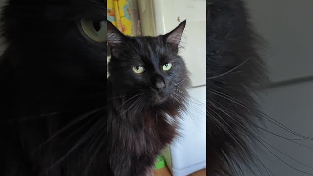 Возьми кота! Не пожалеешь! смотреть онлайн