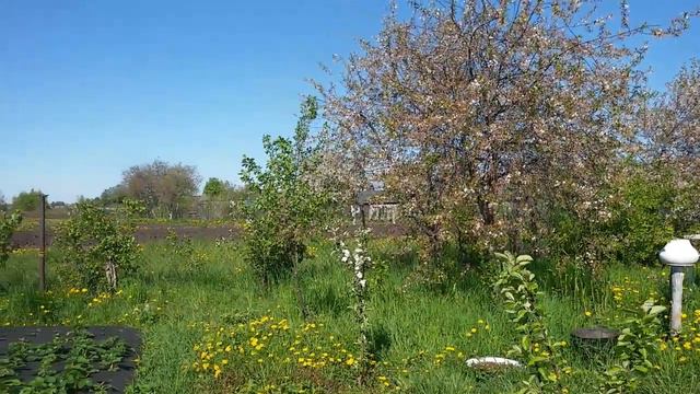 Рассказ о доме и саде в середине мая смотреть онлайн