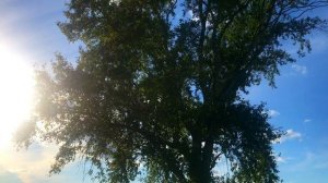 Казеева Екатерина «Может знает лес» | ТА САМАЯ ПЕСНЯ ИЗ МУЛЬТФИЛЬМА «КНЯЗЬ ВЛАДИМИР»