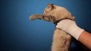 Нам иностранного не надо  :) Котэ и Лада