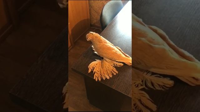 У друга дома сегодня, ГОЛУБИ. Tauben. Pigeons