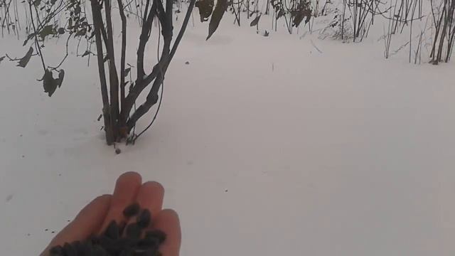 Поползень и большие синицы смотреть онлайн