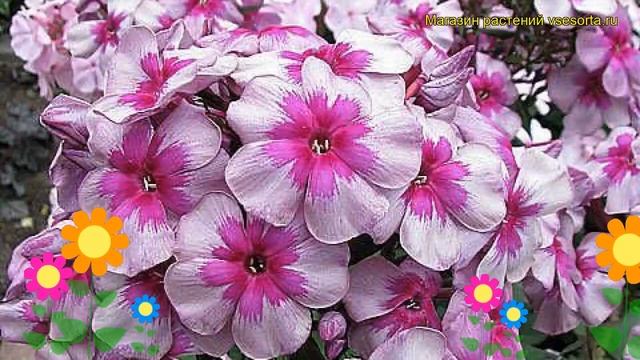 Флокс метельчатый Старый маяк. Краткий обзор, описание характеристик phlox paniculata Old Mayak смотреть онлайн