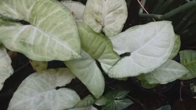 DUNIA SYNGONIUM, JENIS MANA YANG KAMU MILIKI ? смотреть онлайн