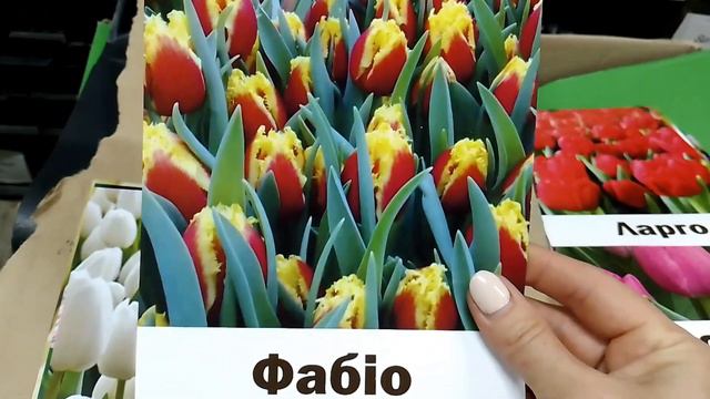 Нова партія цибулин. Пеларгонія зональна вже в наявності. смотреть онлайн