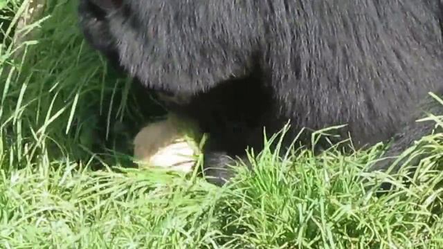 Oso de anteojos (Tremarctos ornatus) смотреть онлайн