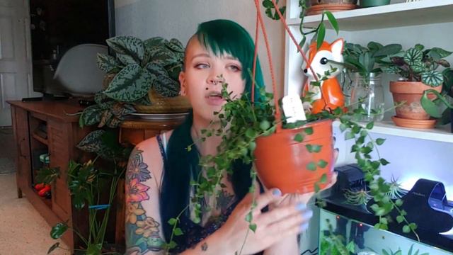 Another August Plant Haul