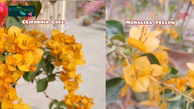 Monalisa Yellow, Best Yellow Bougainvillea.