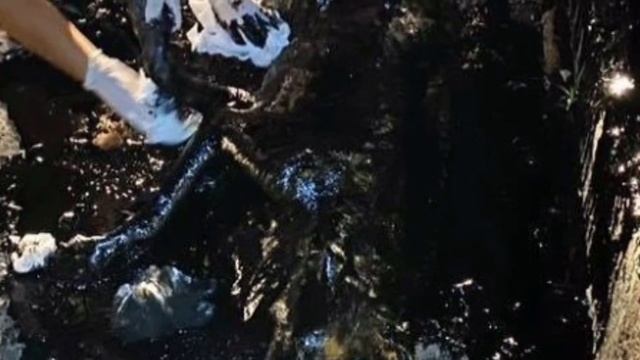 Дети услышали плач из лужи смолы. Приглядевшись, они заметили собаку, облитую мазутом смотреть онлайн