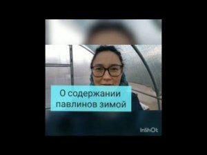 О содержании павлинов зимой.