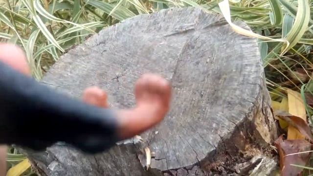 Собачья песня смотреть онлайн