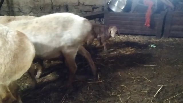 кочкар Цезарь и его потомство смотреть онлайн