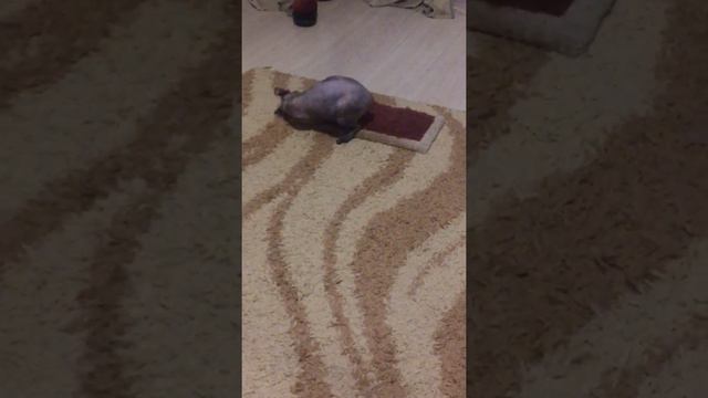 Вечерние игры кошки)) смотреть онлайн