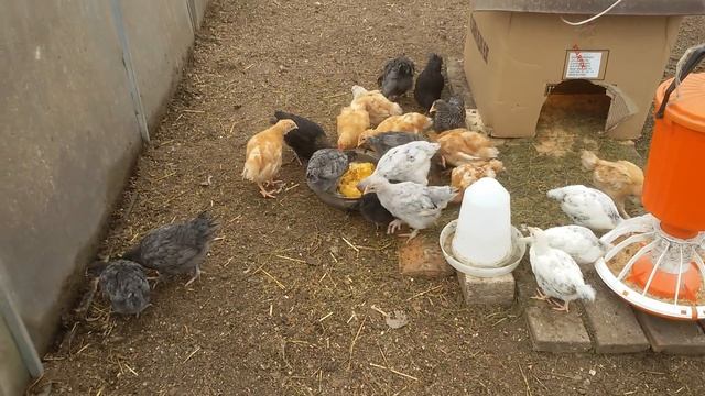 Цыплята в полекарбонатной теплице смотреть онлайн