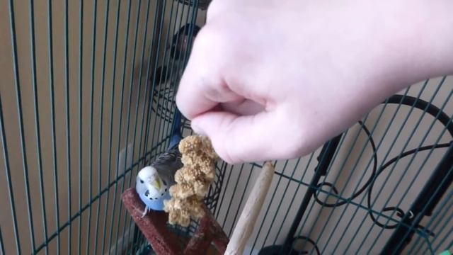 ПРИРУЧАЮ СВОЕГО ПОПУГАЙЧИКА, как приручить волнистого попугая. смотреть онлайн