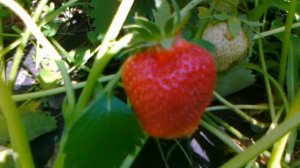 Клубника Гигантелла Максима или Максим.