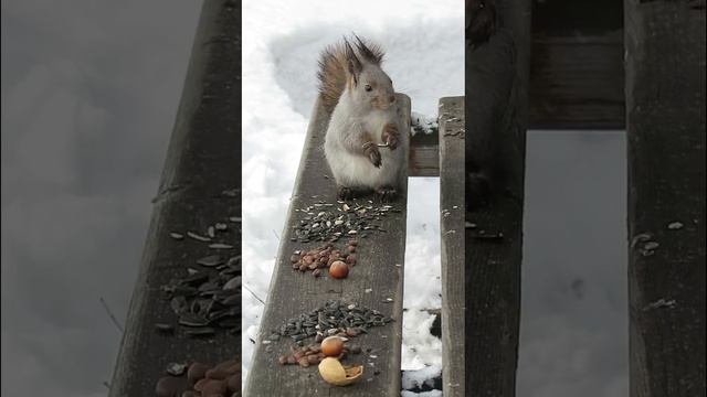 Wet squirrel #squirrel #squirrelshorts #squirrels смотреть онлайн