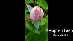 РОЗА.  МАРТИН ГИЙО.