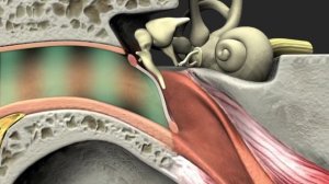 Слуховой анализатор. Продвинутый уровень. Биология 8 класс.