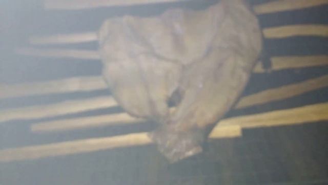 ТОЛСТОЛОБИК ГОРЯЧЕГО КОПЧЕНИЯ#СУПЕР ВКУСНЫЙ. смотреть онлайн