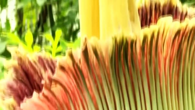Самый большой цветок в мире! ¡La flor más grande del mundo! смотреть онлайн