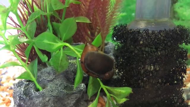 Завела улитку неретину. Как ухаживать за аквариумной улиткой. Как дела у рыбок? Аквариум. Гуппи. смотреть онлайн