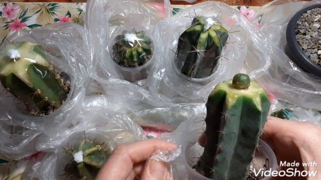 Отчёт по прививкам кактусов. смотреть онлайн