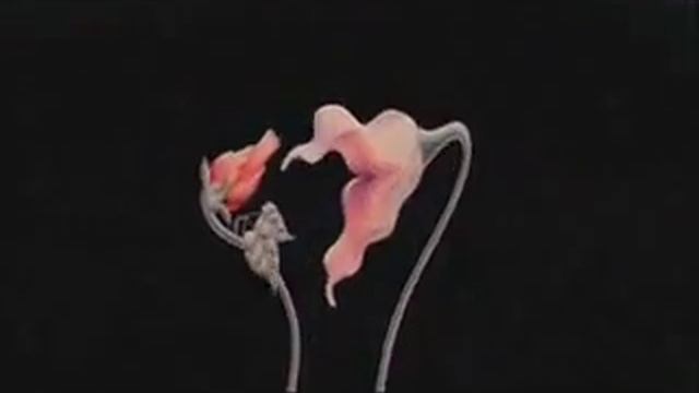 Pink Floyd - Flowers смотреть онлайн