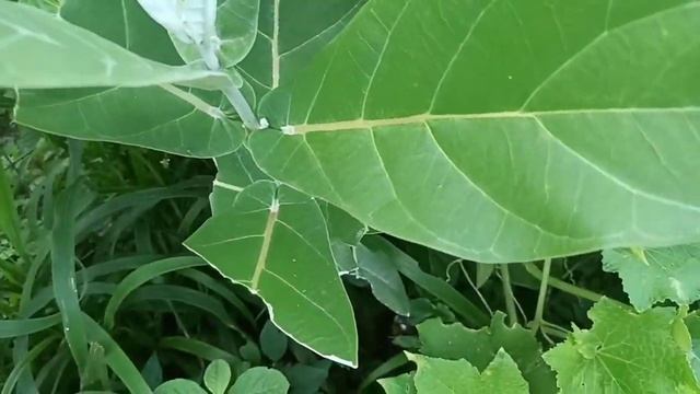 arakha khira ra benefit | ayurvedic tips | Odia ayurvedic tips | home remedies | health tips Odia смотреть онлайн