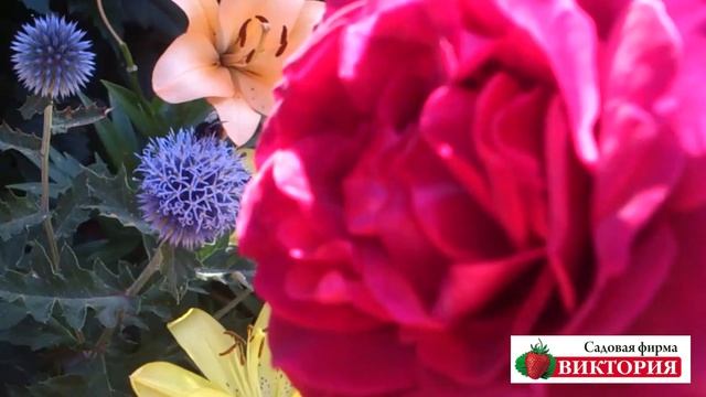 Розы Тантау (Tantau) от садовой фирмы "Виктория" смотреть онлайн