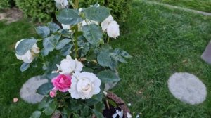 Белейшая из белых ароматная роза #Аннапурна #Annapurna с июня по октябрь сезон 2022.