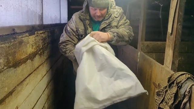Продажа поросят . Опорос от 22.12.2022 года . Видео от 5.02.2023 года. #my_mangalica смотреть онлайн
