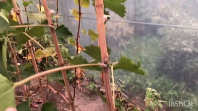 ГФ «Дюжина» холодный год и ошибки агротехники. смотреть онлайн