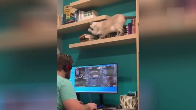 Приколы с котами! Смешные коты с ОЗВУЧКОЙ! СМЕШНЫЕ ЖИВОТНЫЕ 2022! Попробуй не засмеяться! смотреть онлайн