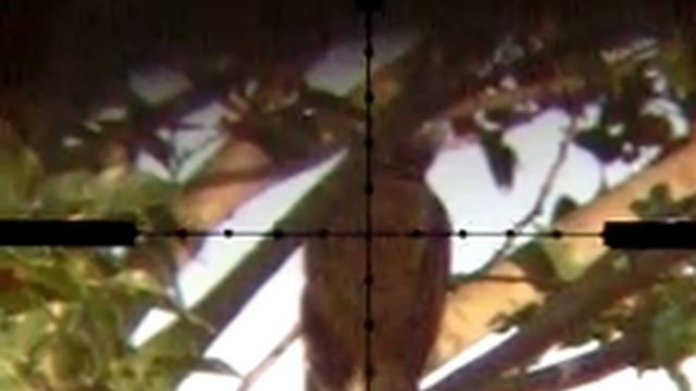 Mousebird vs Edgun Matador смотреть онлайн