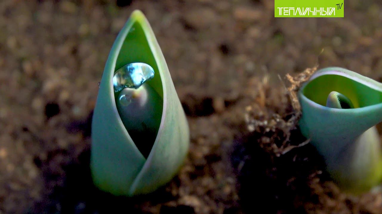 В "Тепличном" скоро зацветут тюльпаны смотреть онлайн