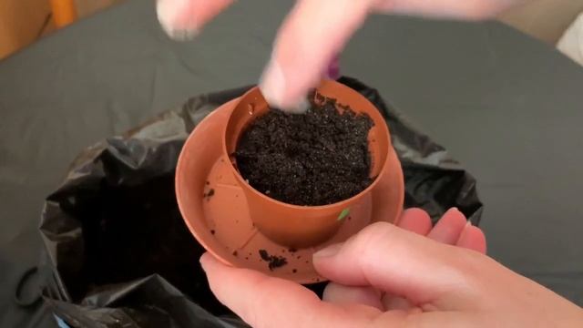 ПЕЛАРГОНИЯ ИЗ СЕМЯН в домашних условиях: пошаговая инструкция выращивания. ГЕРАНЬ из семян. смотреть онлайн