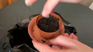 ПЕЛАРГОНИЯ ИЗ СЕМЯН в домашних условиях: пошаговая инструкция выращивания. ГЕРАНЬ из семян.