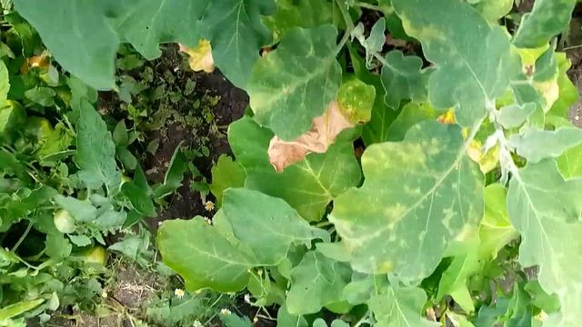 Мои тропики в августе смотреть онлайн